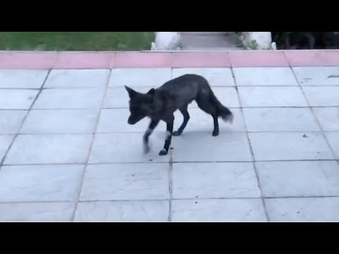 珍しい黒いキツネ、ロンドンの住宅街で目撃