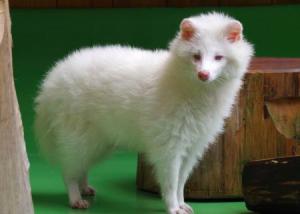 白いタヌキ２匹は親戚同士？　長野と三重、同じ遺伝子変異