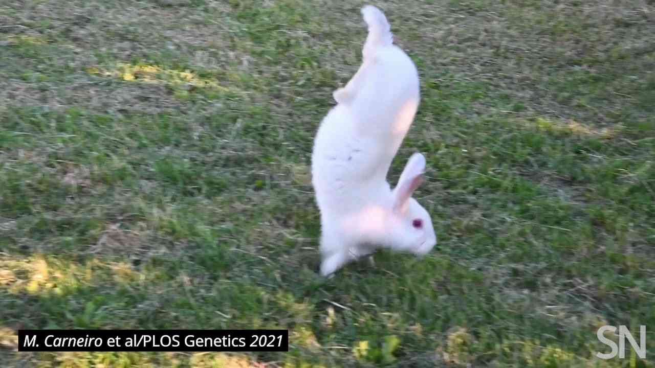 ウサギに 逆立ち歩き させてしまう遺伝子が判明 遺伝子の欠陥でホッピングが不可能に ガールズちゃんねる Girls Channel