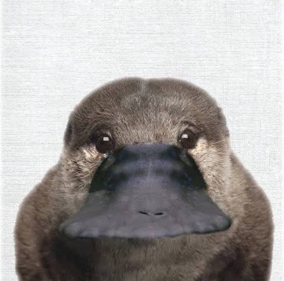 動物の正面顔ください