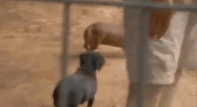 仲良し異種動物の画像を貼るトピ
