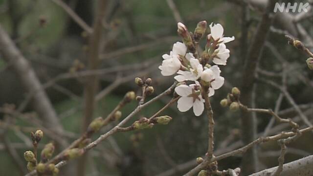 広島市でサクラ開花 ことし全国初の発表 昭和28年以降最も早い | 気象 | NHKニュース