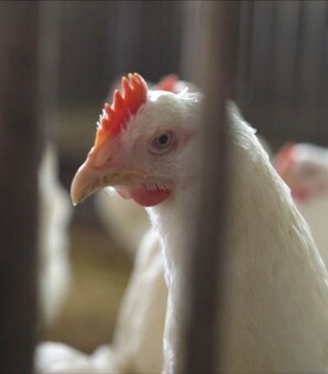 抗生物質にまみれ…日本のニワトリが辿る「悲劇」をご存知ですか？（現代ビジネス） - Yahoo!ニュース