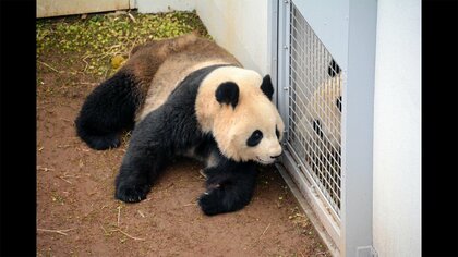 上野動物園のパンダ 交尾確認