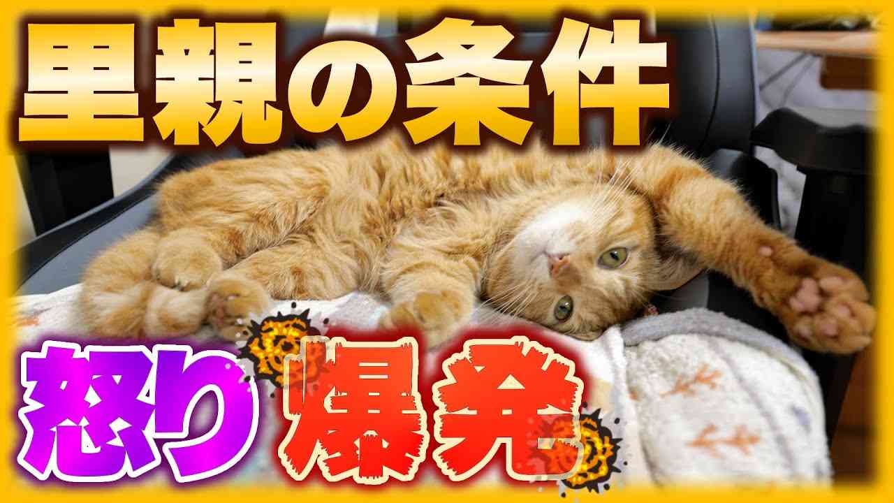 そんな条件で誰が猫の里親になれるんだよ！ - YouTube