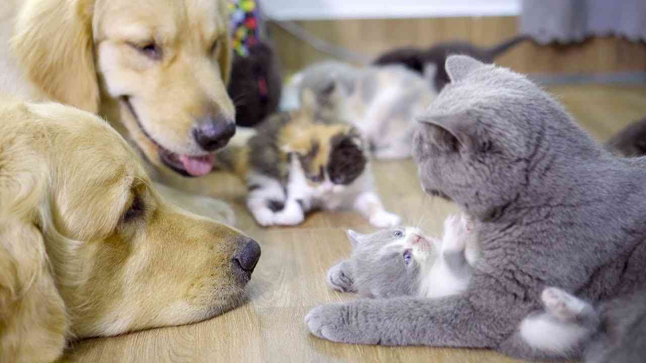 毎日、猫の赤ちゃんを守る2匹のゴールデンレトリバー・赤ちゃん猫から絶対に離れたくないゴールデンレトリバー - YouTube