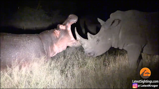 陸上で2番目に強い野生動物って何だと思いますか？