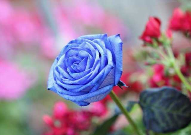 矢沢心、夫・魔裟斗から40本の青い薔薇 出会って21年目・結婚15年目「いつもありがとう」