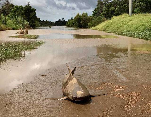大量のクモやヘビが住宅地に押し寄せる、洪水で集団避難　豪