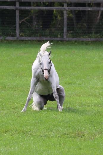 動物の正面顔ください