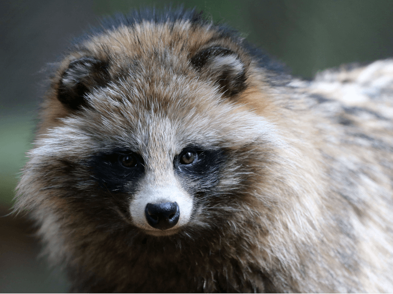 身近な野生動物である「タヌキ」は飼育できるのか？生体や飼育方法の紹介 | Petpedia