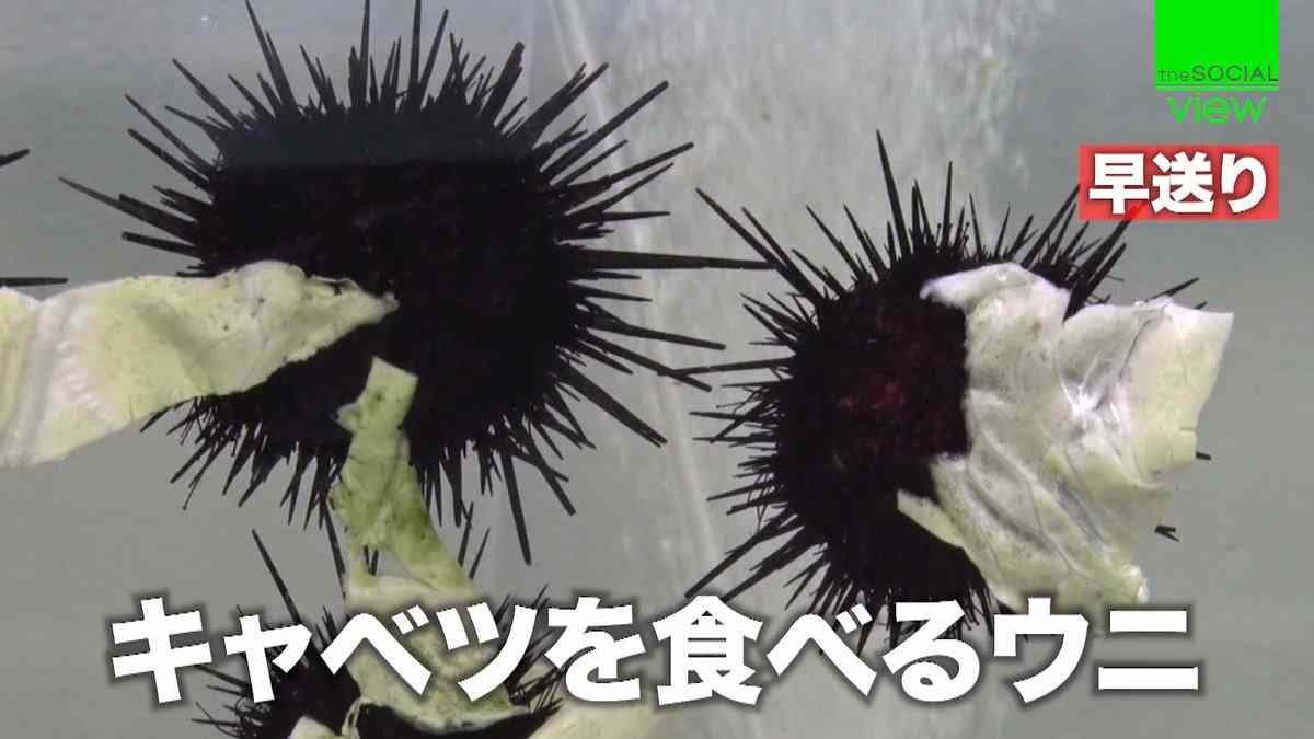 ちょっと感動してしまう画像やGIFで心を綺麗にするトピpart2