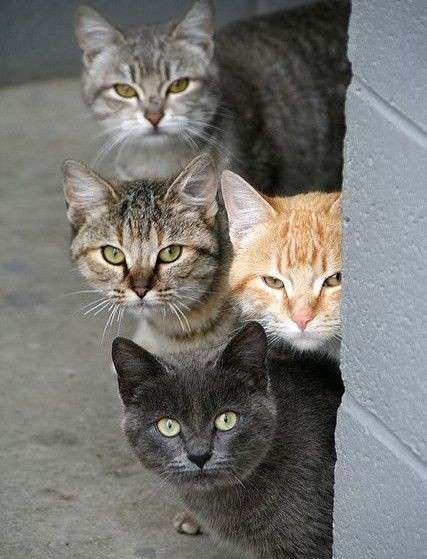 動物の正面顔ください