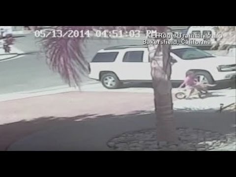 【米国】勇敢な猫　猛犬から子供救う - YouTube