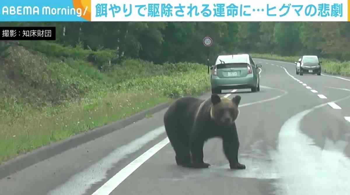 餌やりで駆除されるヒグマの悲劇 財団職員が訴え「死ぬ理由をつくったことをわかって」 国立公園などでの野生動物への餌やり厳罰化 【ABEMA TIMES】