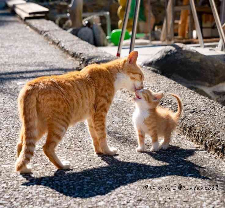 動物親子の画像を貼るトピ