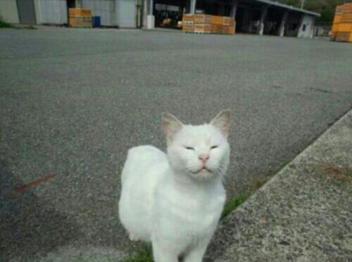 【拡散記事】子猫を海に…和歌山県御坊 | ***青猫家族*** - 楽天ブログ