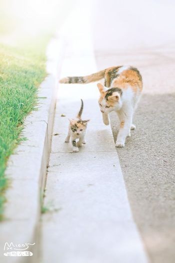 動物親子の画像を貼るトピ