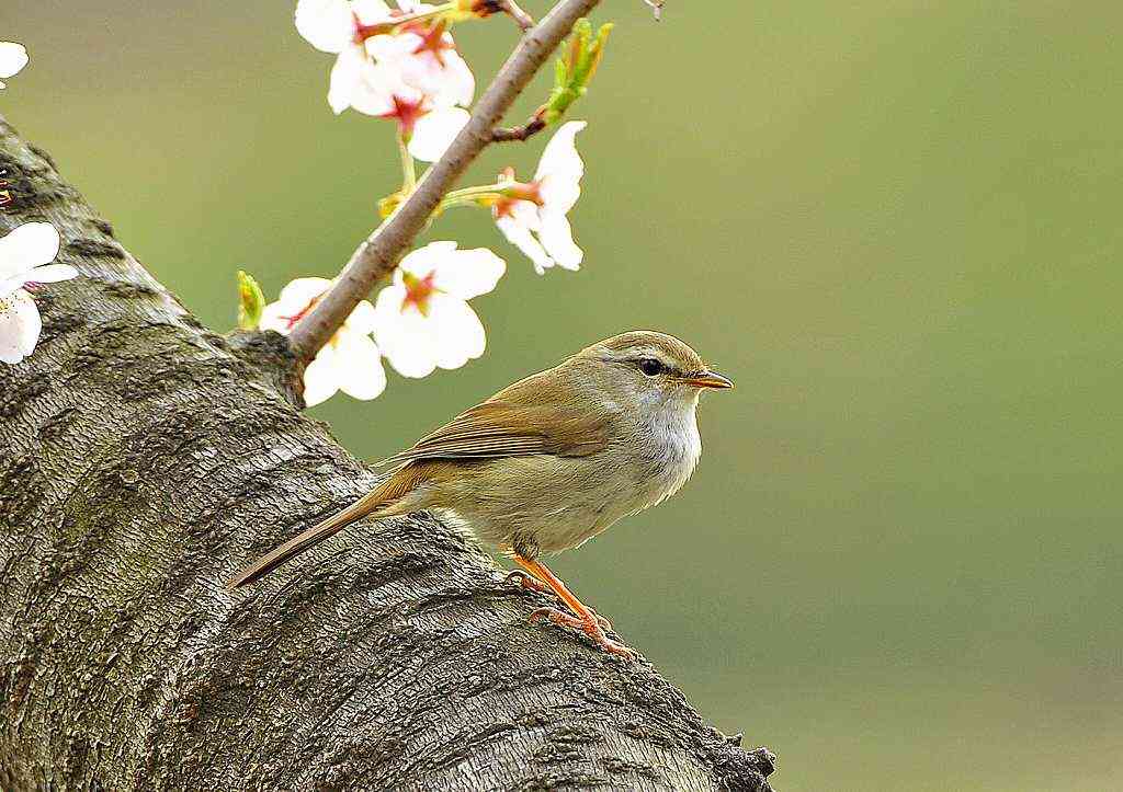 【うぐいす】ウグイスの目撃情報【鶯・鴬】
