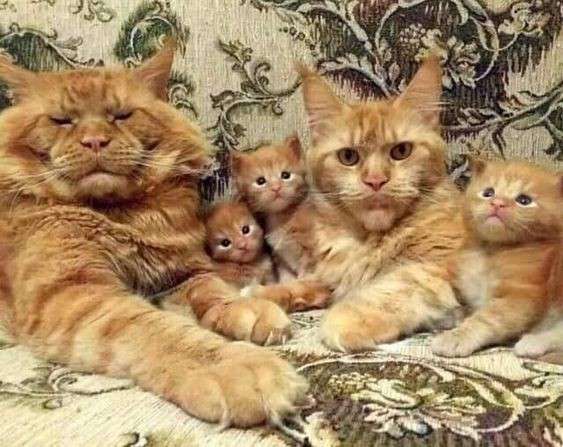 動物親子の画像を貼るトピ