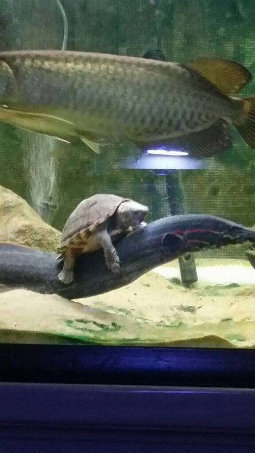 仲良し異種動物の画像を貼るトピ