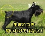 犬の断尾～目的・方法からメリット・デメリットまで | 子犬のへや