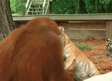 仲良し異種動物の画像を貼るトピ