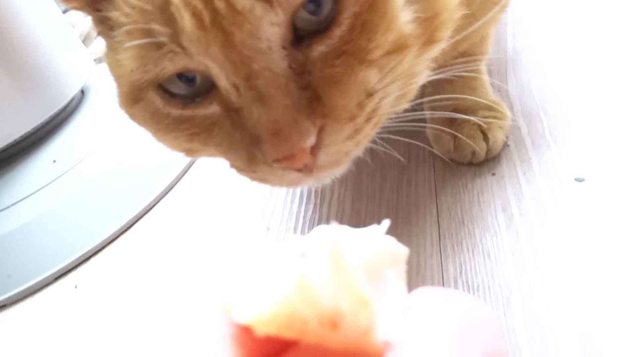 Kuroshio cats ：野良猫健太郎が手からもらおうか迷っているとこ可愛いい - YouTube