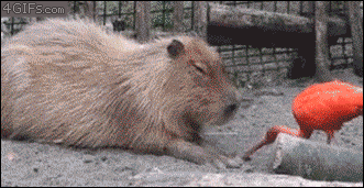 仲良し異種動物の画像を貼るトピ