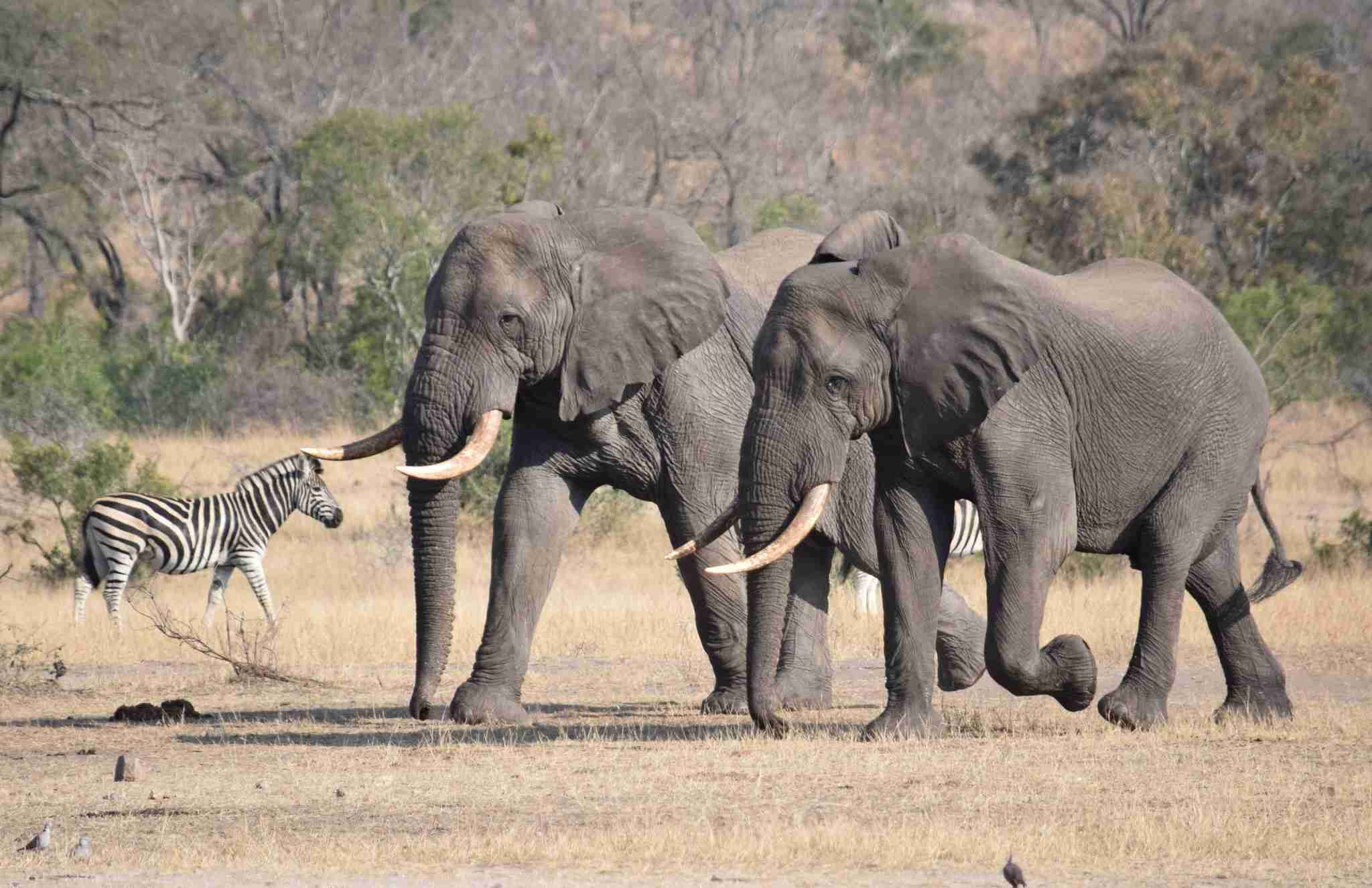 陸上で2番目に強い野生動物って何だと思いますか？
