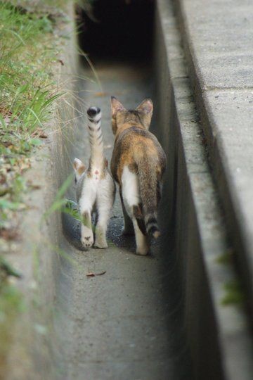 動物親子の画像を貼るトピ