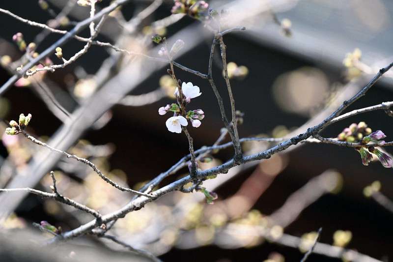 東京都心で桜が開花　昨年と並び最速　満開は23日ごろ｜ニフティニュース