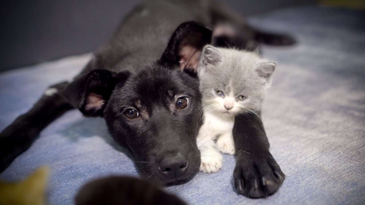 先住犬に優しく接された保護犬が子猫にも凄く優しく接した - YouTube