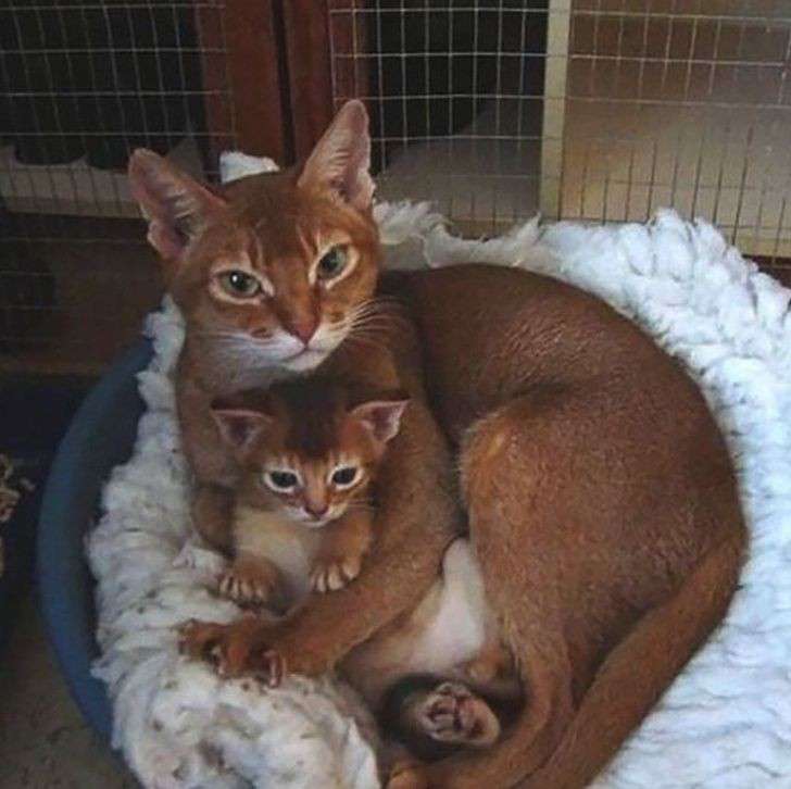 動物親子の画像を貼るトピ