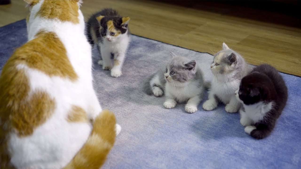 ハスキー犬を自分の父だと思っちゃった子猫が本当の父猫に会ったら、こうなります - YouTube