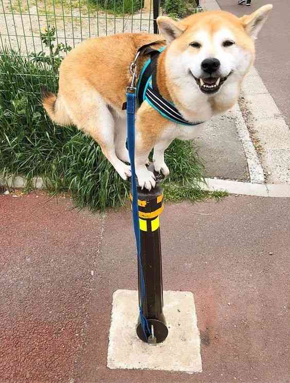 動物の正面顔ください