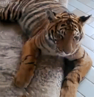 仲良し異種動物の画像を貼るトピ