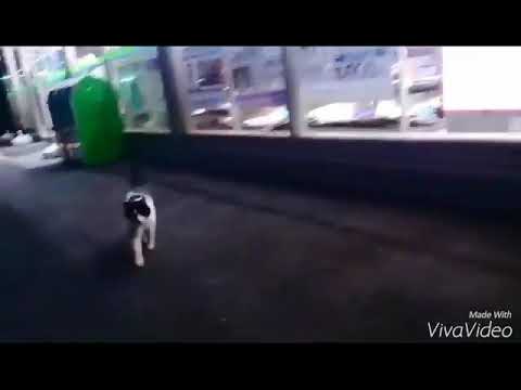 仕事帰りにコンビニ行ったら猫が車に乗ってきてそのまま連れて帰った時の動画 - YouTube