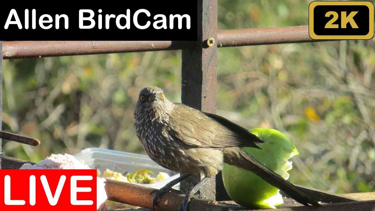 LIVE HD - Hornbill, Wood hoopoes, Coucal, Loeries, Bushbaby, Genet, Fruit Bat and more (50+ Species) - YouTube