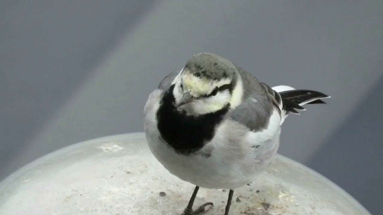友達になったハクセキレイ?This wild bird is my friend - YouTube
