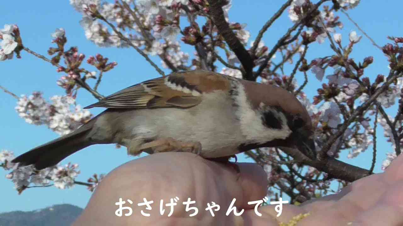 可愛いすずめ達 20210324 16（ハゲッチョ君とおさげちゃん） - YouTube