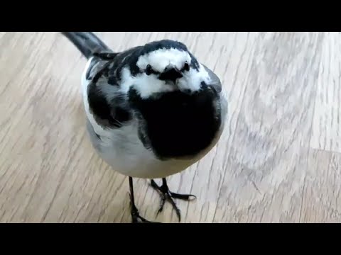 ハクセキレイのセキ助 - 可愛いがいっぱい - YouTube