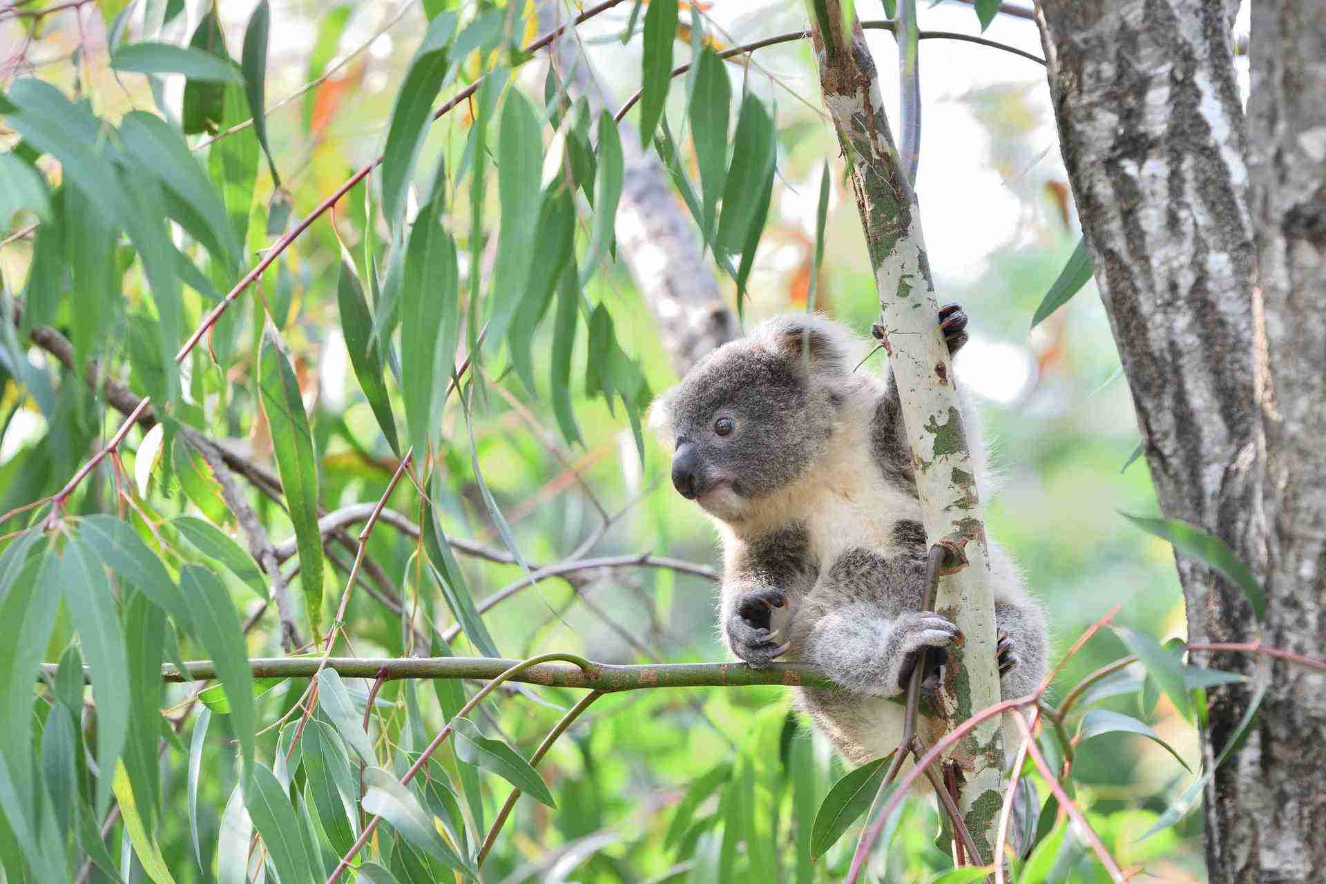 木登りしている動物の画像ください