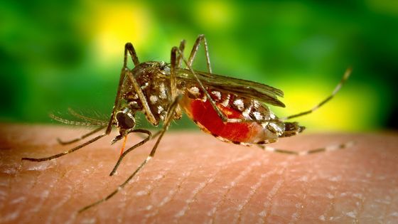 遺伝子組み換えされた蚊を野生に放ち撲滅する実験が失敗、予想外の結果に - GIGAZINE