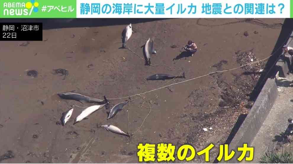 なぜ？イルカ9頭が海岸に打ち上げ 地震との因果関係なし 静岡県 【ABEMA TIMES】