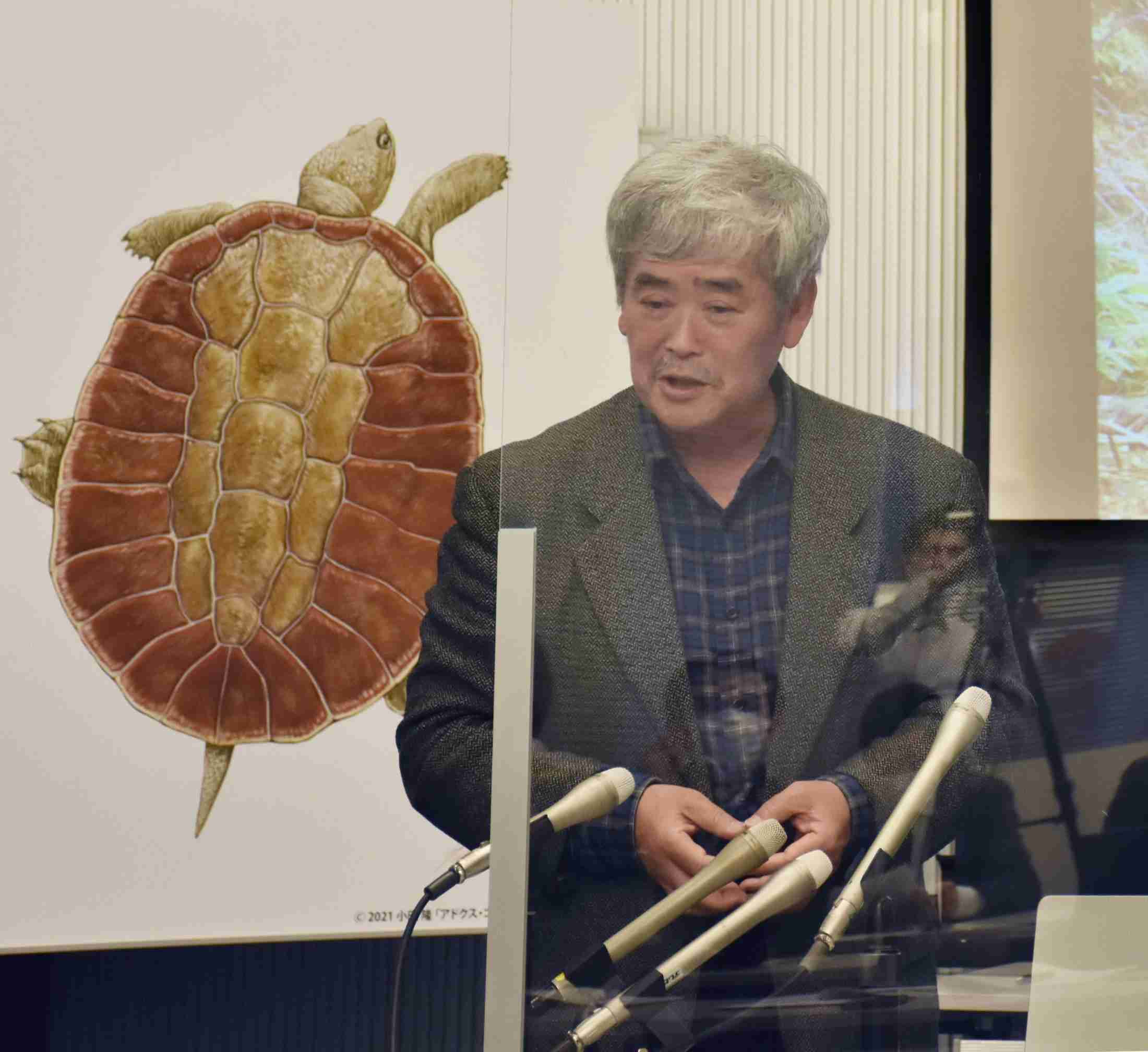 カメ化石は新種、岩手　9千万年前の東北、熱帯か（共同通信） - Yahoo!ニュース