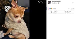 「地獄のような日々を作る犬です」手に余る保護犬の里親を探す正直すぎる広告（米）