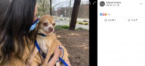 「地獄のような日々を作る犬です」手に余る保護犬の里親を探す正直すぎる広告（米）