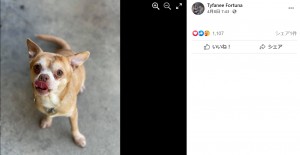 「地獄のような日々を作る犬です」手に余る保護犬の里親を探す正直すぎる広告（米）