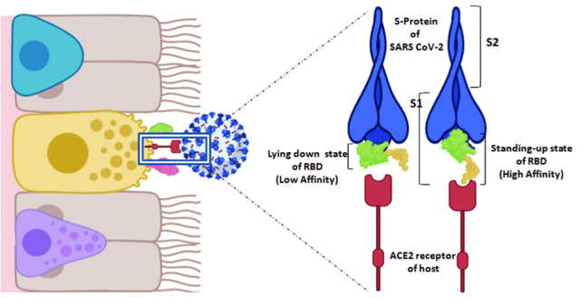 SARS-CoV-2スパイクタンパク質は、ヒトの血液脳関門の2D静的および3Dマイクロ流路インビトロモデルにおけるバリア機能を変化させる - さてはてメモ帳　Imagine & Think!　